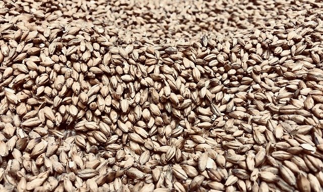 Free download Barley Cereals Grain -  free photo or picture to be edited with GIMP online image editor