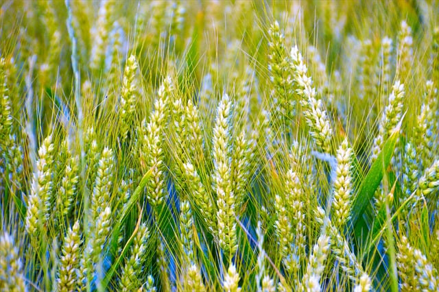 Free download barley cereal straw hay food free picture to be edited with GIMP free online image editor