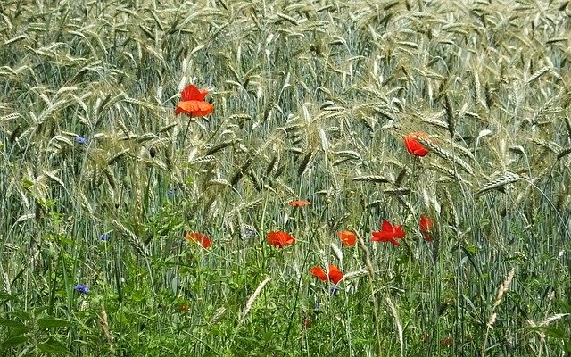 免费下载大麦玉米 - 使用 GIMP 在线图像编辑器编辑的免费照片或图片