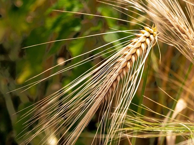 Bezpłatne pobieranie Barley Ear Awns - darmowe zdjęcie lub obraz do edycji za pomocą internetowego edytora obrazów GIMP