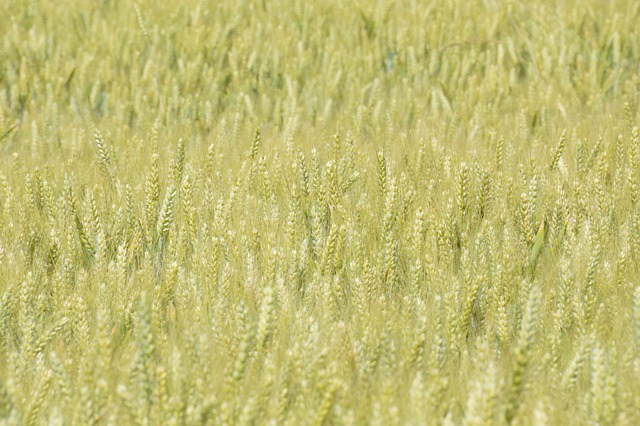 Free download barley food organic agriculture free picture to be edited with GIMP free online image editor
