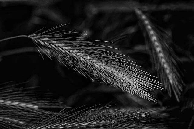 Free download barley grain plant food nature free picture to be edited with GIMP free online image editor