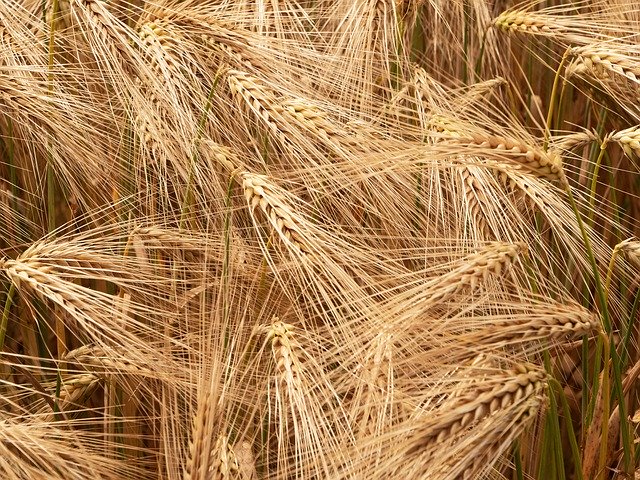 Free download Barley Ready To Be Harvested Spike -  free photo or picture to be edited with GIMP online image editor