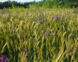 Free download Barley Vetch Sweetclover ( Large) free photo or picture to be edited with GIMP online image editor