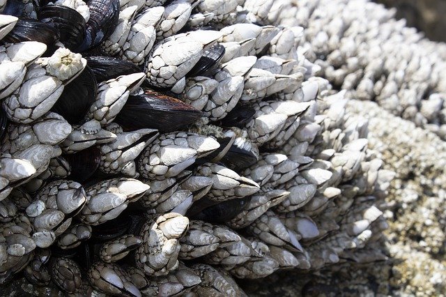 Free download Barnacles Mussels Shell -  free photo or picture to be edited with GIMP online image editor