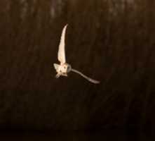Free download Barn Owl 1 free photo or picture to be edited with GIMP online image editor