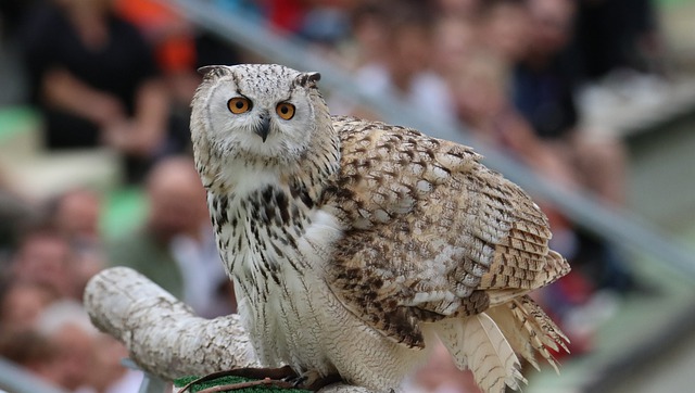 ดาวน์โหลดฟรี barn owl bird owl raptor สัตว์ ภาพฟรีที่จะแก้ไขด้วย GIMP โปรแกรมแก้ไขภาพออนไลน์ฟรี