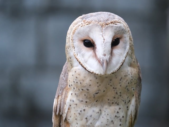 Free download barn owl owl bird nocturnal free picture to be edited with GIMP free online image editor
