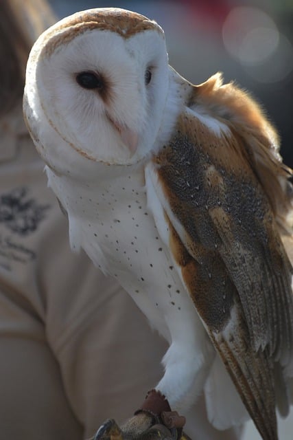 Free download barn owl owl side view standing free picture to be edited with GIMP free online image editor