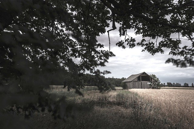 ດາວໂຫລດຟຣີ Barn Rye Tree - ຮູບພາບຫຼືຮູບພາບທີ່ບໍ່ເສຍຄ່າເພື່ອແກ້ໄຂດ້ວຍບັນນາທິການຮູບພາບອອນໄລນ໌ GIMP