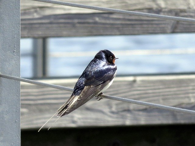 Free download Barn Swallow Bird Schwalbe -  free photo or picture to be edited with GIMP online image editor