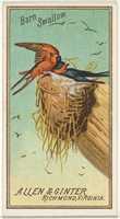 Free download Barn Swallow, from the Birds of America series (N4) for Allen & Ginter Cigarettes Brands free photo or picture to be edited with GIMP online image editor