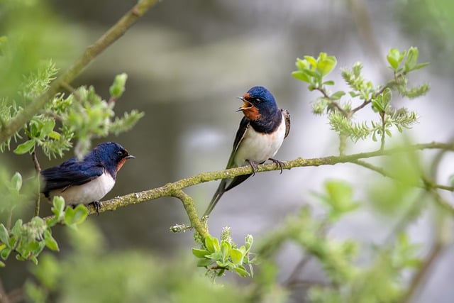 Free download barn swallows ornithology free picture to be edited with GIMP free online image editor