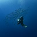 BarracudaTheme  screen for extension Chrome web store in OffiDocs Chromium