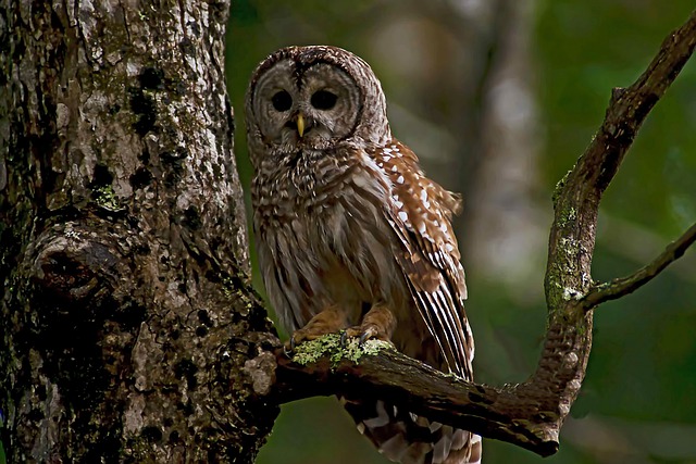 Free download barred owl black eyes birds nature free picture to be edited with GIMP free online image editor