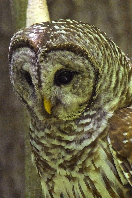 Free download Barred Owl Closeup Semi-Profile -  free photo or picture to be edited with GIMP online image editor