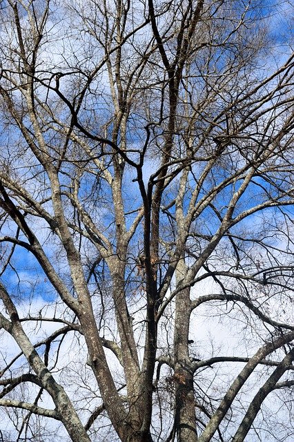 הורדה חינם של עונת החורף של Barren Tree - תמונה או תמונה בחינם לעריכה עם עורך התמונות המקוון GIMP