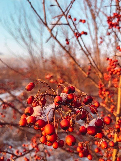 Téléchargement gratuit de l'image gratuite de l'arbre de barrière à éditer avec l'éditeur d'images en ligne gratuit GIMP