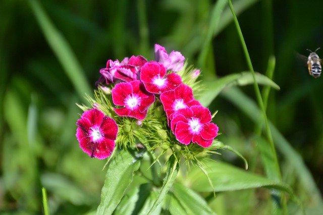 Téléchargement gratuit de Bart Cloves Dianthus - photo ou image gratuite à éditer avec l'éditeur d'images en ligne GIMP