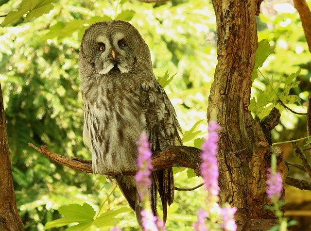 Unduh gratis Bart Owl Bird - foto atau gambar gratis untuk diedit dengan editor gambar online GIMP