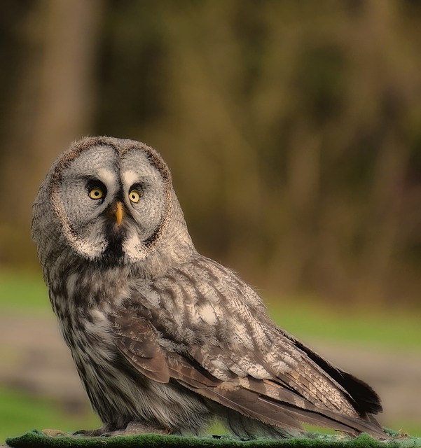 Free download bart owl owl bird feather animals free picture to be edited with GIMP free online image editor