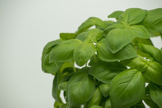 Free download Basil Green Food -  free photo or picture to be edited with GIMP online image editor