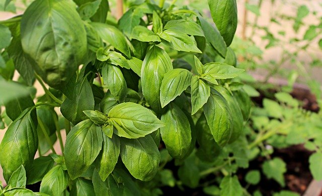 Muat turun percuma Basil Greenhouse Nursery - foto atau gambar percuma untuk diedit dengan editor imej dalam talian GIMP