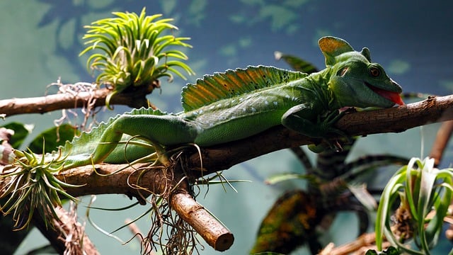 Free download basilisk beach lizard fauna nature free picture to be edited with GIMP free online image editor