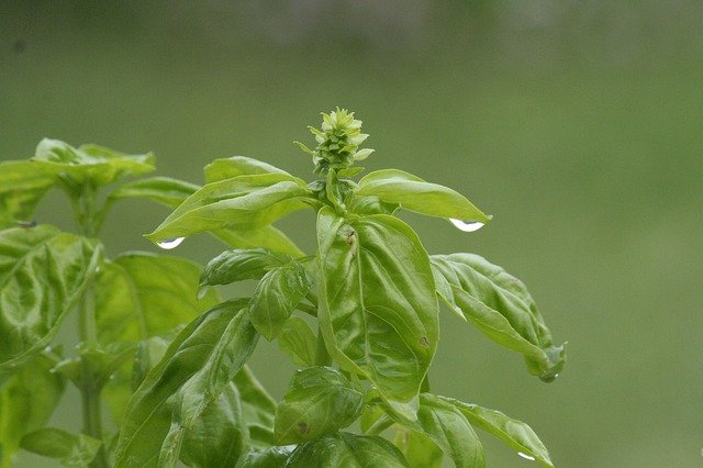 Unduh gratis Basil Plant Green - foto atau gambar gratis untuk diedit dengan editor gambar online GIMP