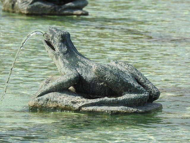 김프 온라인 이미지 편집기로 편집할 수 있는 Basin Frog Amphibian 무료 사진 템플릿 무료 다운로드