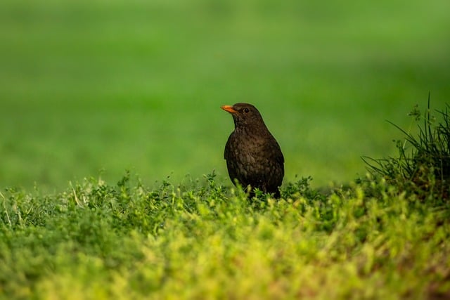 Free download basket bird lawn grass nature free picture to be edited with GIMP free online image editor