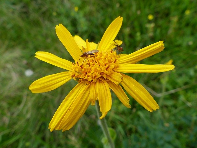 Free download Basket Flower Greenhouse Arnica -  free photo or picture to be edited with GIMP online image editor