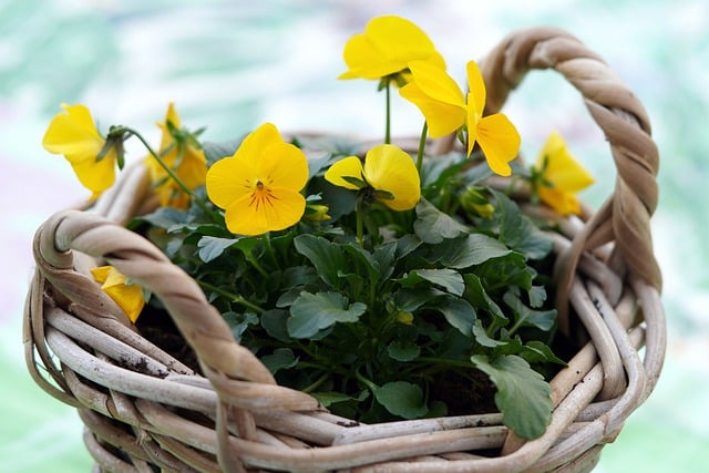 Free download basket flowers yellow flowers free picture to be edited with GIMP free online image editor