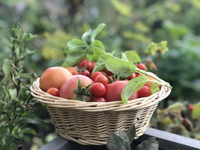 Free download Basket Of Tomatoes Garden -  free photo or picture to be edited with GIMP online image editor