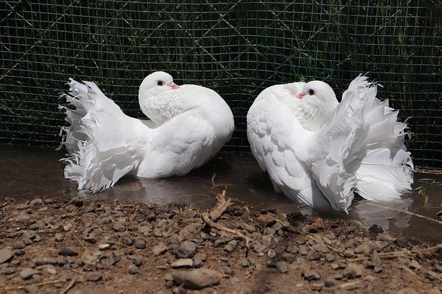 Free download Basket With Dove Tail Pigeons -  free photo or picture to be edited with GIMP online image editor