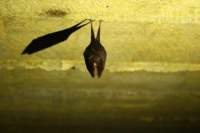 Free download Bat Animals Cute -  free photo or picture to be edited with GIMP online image editor