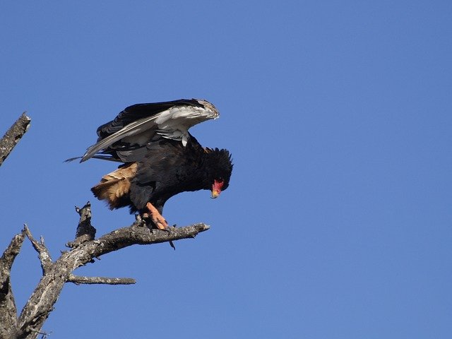 Free download Bateleur Eagle Wild Bird -  free photo or picture to be edited with GIMP online image editor