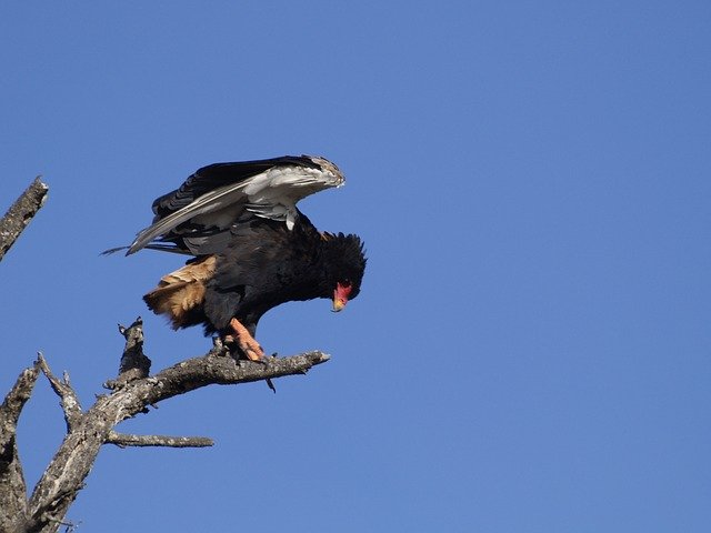 Download gratuito Bateleur Eagle Wild Bird - foto o immagine gratis da modificare con l'editor di immagini online di GIMP