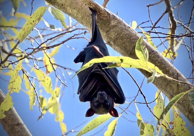 Free download bat flying fox australia animals free picture to be edited with GIMP free online image editor
