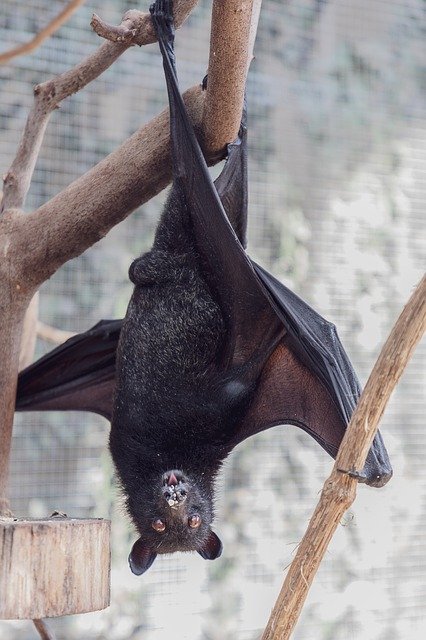 Descărcare gratuită Bat Flying Fox Creature Of The - fotografie sau imagini gratuite pentru a fi editate cu editorul de imagini online GIMP
