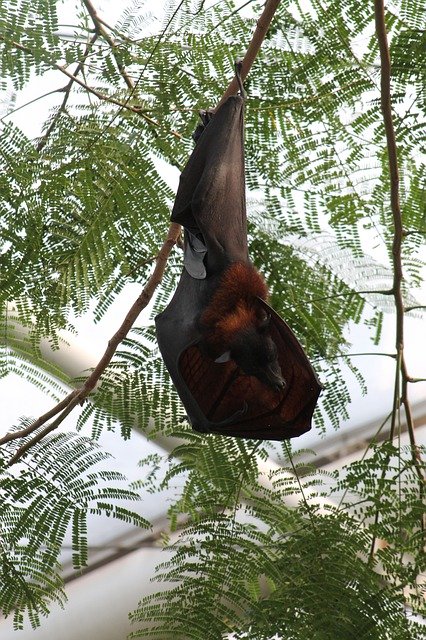 Free download Bat Hanging Sleep -  free photo or picture to be edited with GIMP online image editor