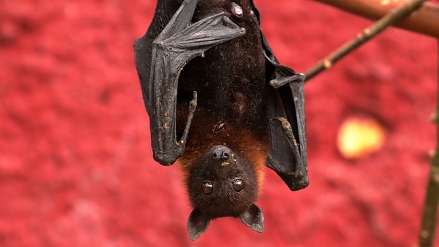 Free download bat old world fruit bat mammal free picture to be edited with GIMP free online image editor