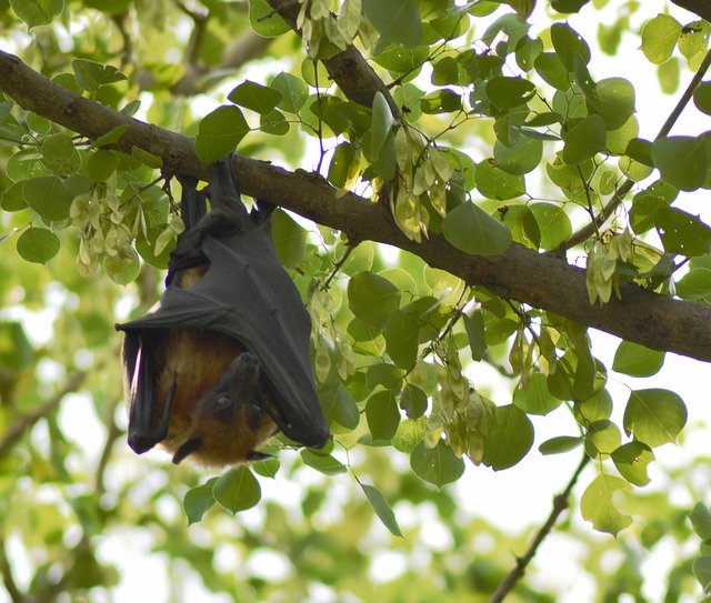 Template Photo Bat Sleeping Nature -  for OffiDocs