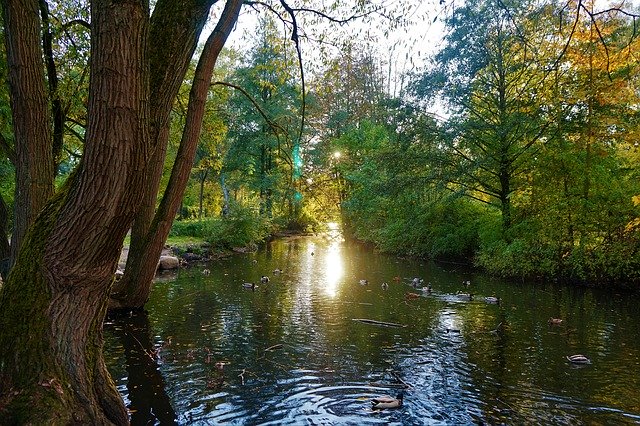 Free download Baum Fall Natur -  free photo or picture to be edited with GIMP online image editor