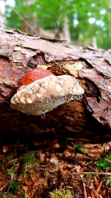 Free download Baumschwamm Mushroom Drop Of Water -  free photo or picture to be edited with GIMP online image editor