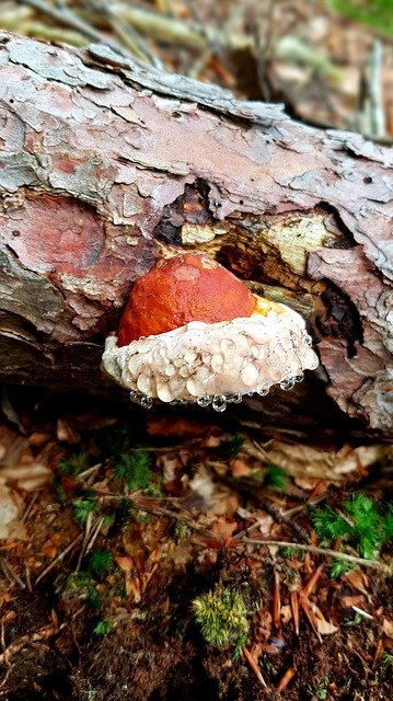 Free download Baumschwamm Mushroom Log -  free photo or picture to be edited with GIMP online image editor