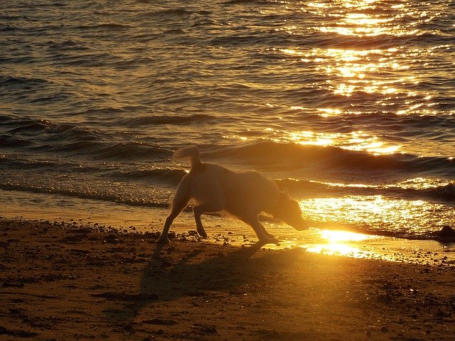 Descărcare gratuită Beach Animals Mar - fotografie sau imagini gratuite pentru a fi editate cu editorul de imagini online GIMP