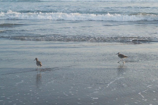 Free download Beach Birds -  free photo or picture to be edited with GIMP online image editor