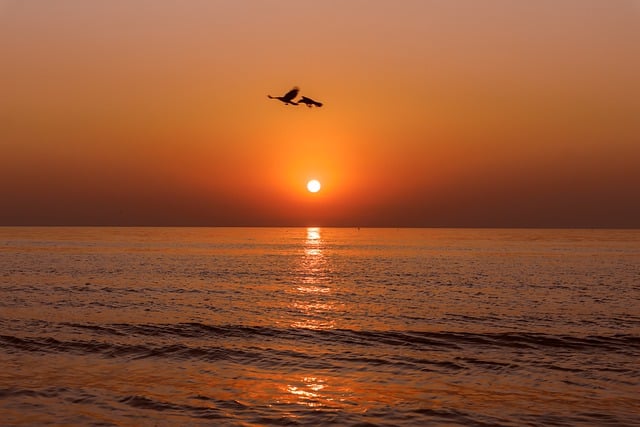 Kostenloser Download Strandvogel Küste Sonnenuntergang Orange Kostenloses Bild, das mit dem kostenlosen Online-Bildeditor GIMP bearbeitet werden kann