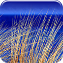 Beach Blue  screen for extension Chrome web store in OffiDocs Chromium